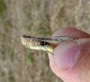 Chorthippus sp.
